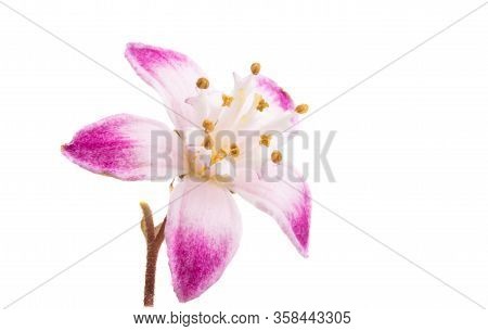 Butomus Umbrella Isolated On A White Background