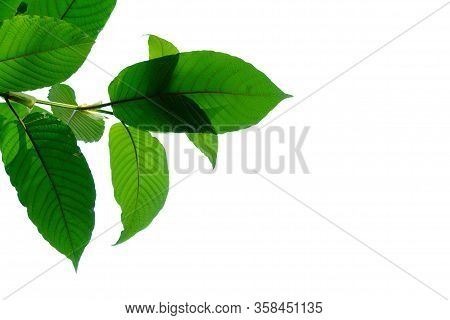 A Branch Of Kratom Leaves With Sunlight On White Isolated Background For Green Foliage Backdrop