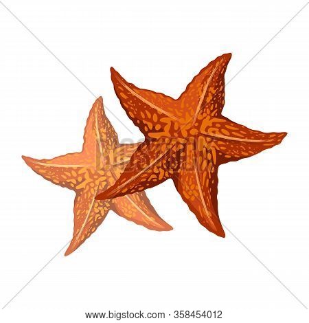 Orange Starfishes Or Sea Stars Are Star-shaped Echinoderms, Marine Invertebrates Having Central Disc