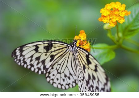 ความคิด Leuconoe