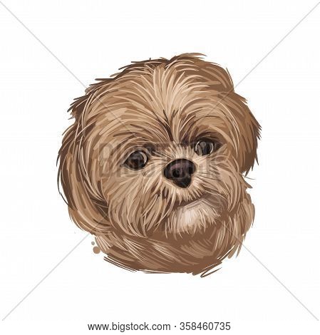 Pekapoo Dog Cross Breed Of Pekinese Or Pekingese And Poodle Isolated On White. Digital Art Illustrat
