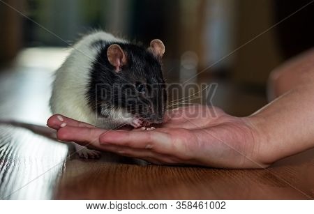 Rat In The Room.a Rat Eats Grain From His Hand. Symbol Of The Year 2020