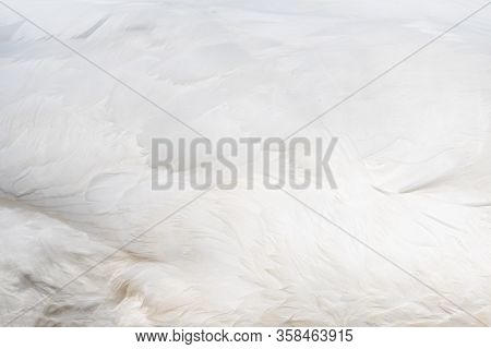 Beautiful White Feather Texture Background