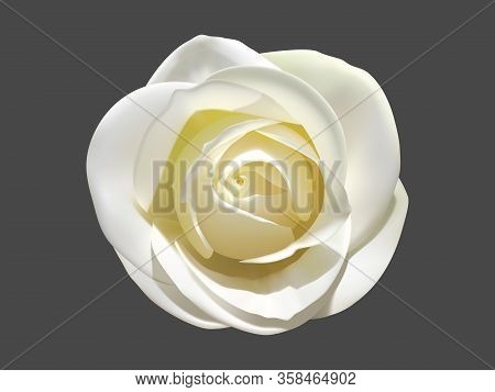 Light Rose On A Dark Background Vector