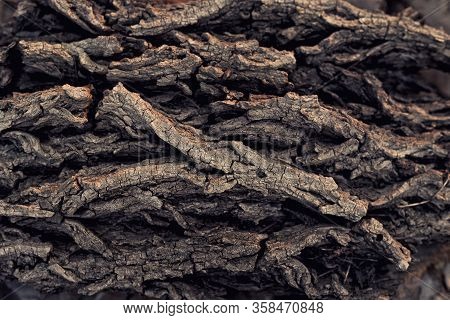 Textured Texture Of Tree Bark For A Background For Your Design. Natural Materials, Ecology, Nature P