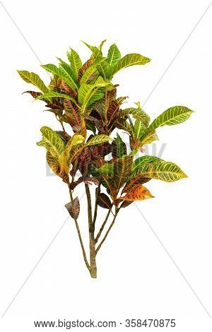 Codiaeum variegatum (garden croton or variegated croton) foliage with flowers, Croton leaves on bran