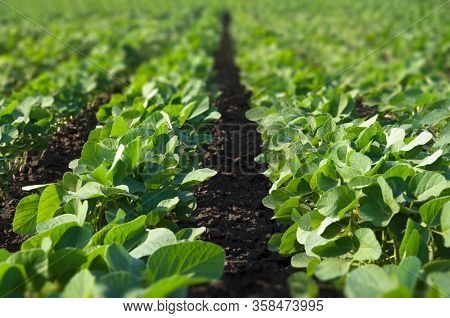 Green Field Of Young Soy Plants Growing In Rows. Selective Focus. Agricultural Land Of Varietal Plan