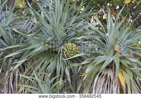 A Pandanus Plant View In New Caledonia