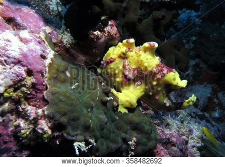 Warty Frogfish Antennarius Maculatus Pescador Island Cebu Philippines