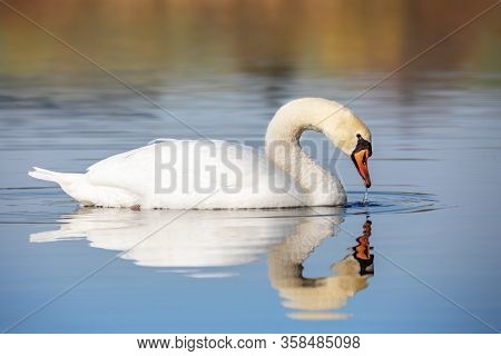 Wild Bird Mute Swan (cygnus Olor) Swim In Spring On Pond With Reflection, Czech Republic Europe Wild
