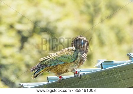 Nestor Notabilis, Kea is an endemic mountain parrot in Arthur's Pass - Southern Alps, New Zealand. It is a very smart, omnivorous bird 