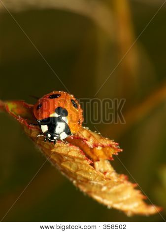 Coccinella autunno
