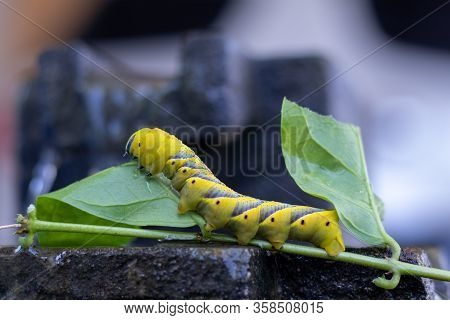 Caterpillar On Jasmine Flower. It Is Eating Leaves.
