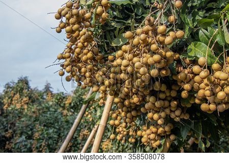Longan Farmers Planted Longan For Export.it Is Delicious.