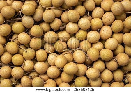 Longan Farmers Planted Longan For Export.it Is Delicious.