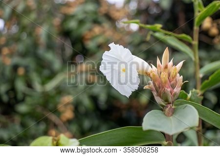 White Flower On The Longan Plant Background.