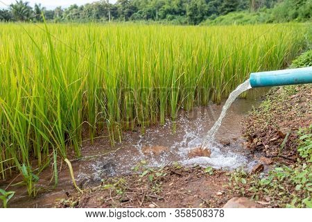 Paddy Rice Field With The Water Drops