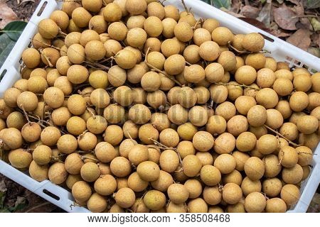 Longan Farmers Planted Longan For Export.it Is Delicious.