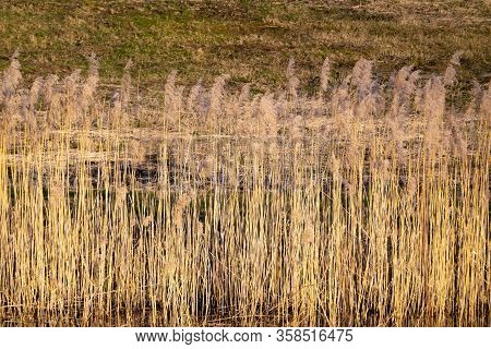 Overgrown Bulrush Plants On The Water Shore. Dry Bulrushes Background. Cattail Plant