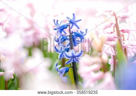 Large Flower Bed With Multi-colored Hyacinths, Traditional Easter Flowers, Flower Easter Background
