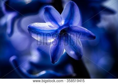 Macro Closeup View Of Hyacinth Violet Spring Flowers. Perfume Of Blooming Hyacinths Symbol Of Early 