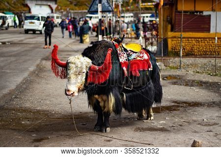 A Yak Beautified For Tourist Ride Attraction Near Tsomgo Lake (changu Lake) In Sikkim, India