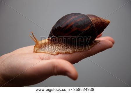 Portrait Of A Snail. Big African Snail Achatina. Exotic Pet Not Allergic.