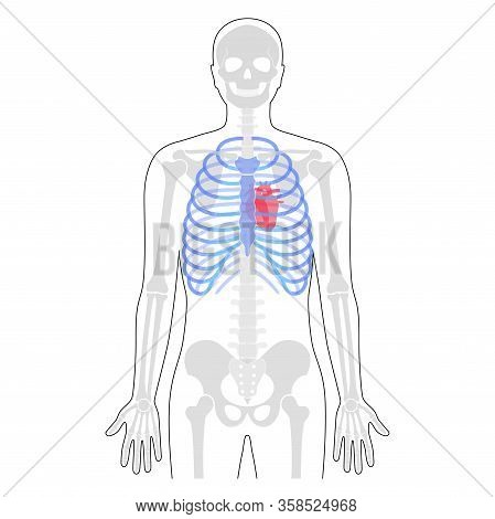 Human Rib Cage With Heartanatomy Flat Vector Illustration. Man Torso Skeletal System. Anatomically C