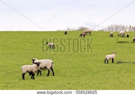 Sheep Graze On Green Meadow In Moorland, Sehestedt, Jade, Wesermarsch, Lower Saxony, Germany.