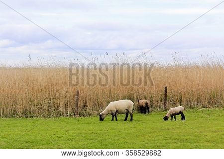 Sheep Graze On Green Meadow In Moorland, Sehestedt, Jade, Wesermarsch, Lower Saxony, Germany.