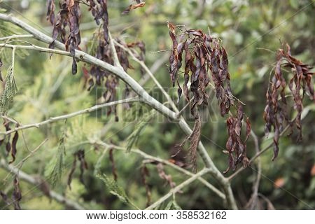 Seed Pods Of Silver Wattle, Blue Wattle Or Mimosa, Acacia Dealbata. Aquitania, Boyaca, Colombia