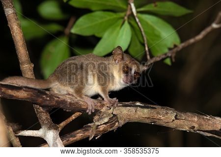 A Little Mouse Lemur On A Branch, Taken At Night
