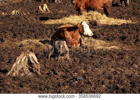 A Herd Of Cows Sunbathes And Eats Hay. The Background Is Dirt.