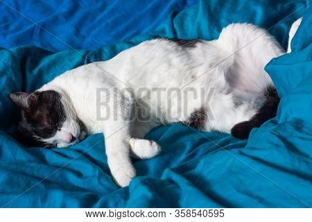 Brazen Cat Sleeps On Bed In Turquoise Sheets. Black And White Happy Cat. Cats Life. Cat Lives In The