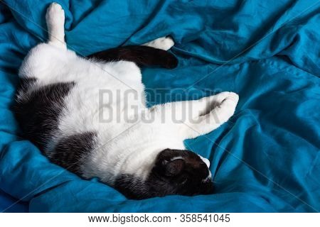 Brazen Cat Sleeps On Bed In Turquoise Sheets. Black And White Cat. Cats Life. Cat Lives In The House