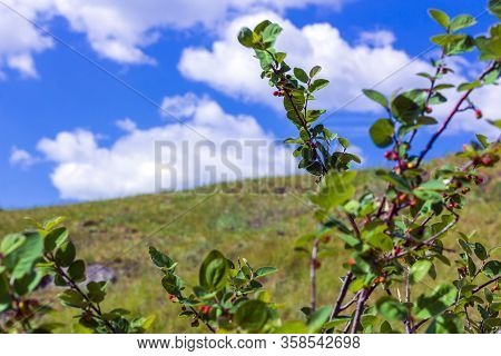 Bush With Inedible Berries Against Of Blue Sky. The Freshness Of Spring Or Summer Day. Cotoneaster P