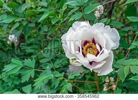 White Tree-like Peony Roca's (lat.paeonia Rockii) Blooms In The City Garden.