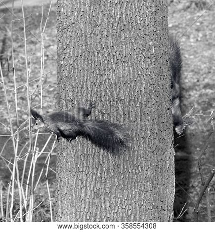 Two Squirrels Play Footsie On Tree Trunk. Black And White Toned Image.