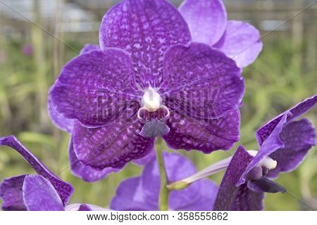 The Big Purple Vanda Hybrid Orchid Flower