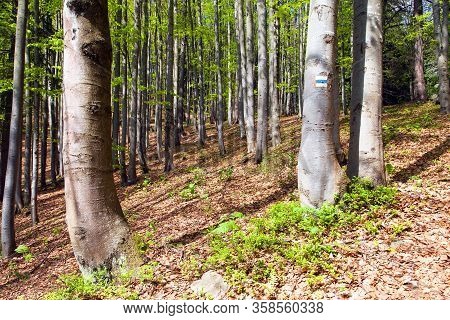 Springtime View From European Beech Wood Springy Woodland