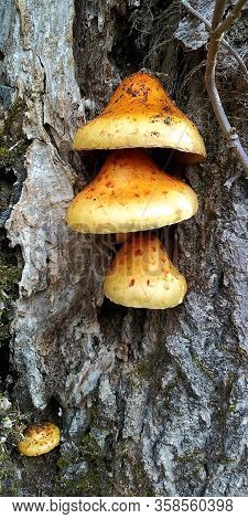 Horizontal Shot Of Three Mushrooms Stacked And One Small One Off To The Side.  Growing On A Tree Tru