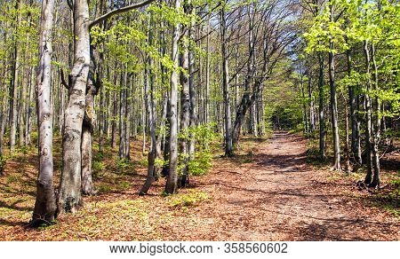 Springy View From European Beech Wood With Pathway, Springtime Woodland