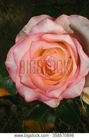 Rose Jumilia Hybrid Image & Photo (Free Trial) | Bigstock