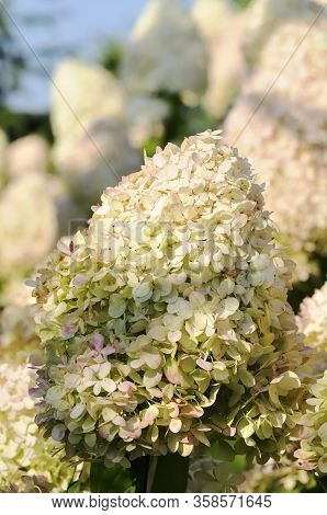 Hydrangea Paniculata, The Panicled Hydrangea, Is A Species Of Flowering Plant In The Family Hydrange