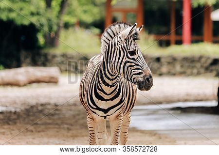 Zebra Portrait In A City Park, Zoo. Animal Background
