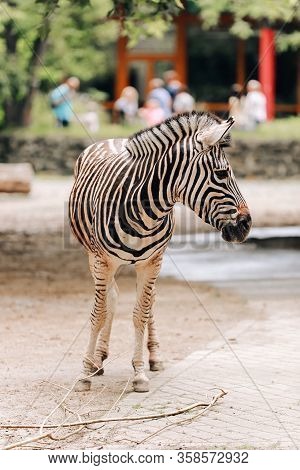 Zebra Portrait In A City Park, Zoo. Animal Background