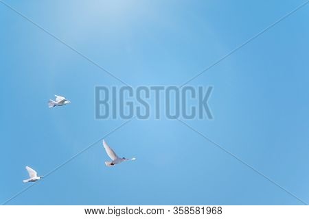Three White Doves Fly In A Clear Blue Sky. White Doves Are Used As Symbols Of Love, Peace Or As Mess