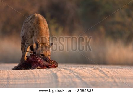 Spotted Hyena In Road