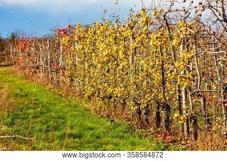 orchard with apples, Southern Moravie, Czech Republic