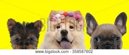 happy cute couple of 3 dogs consisting of a Yorkshire Terrier dog, Chow Chow dog wearing flowers and French Bulldog dog are standing next to each other and panting on yellow background